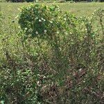 Ipomoea obscura Συνήθη χαρακτηριστικά