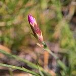 Dianthus scaber Blomst