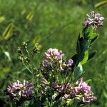 Lespedeza violacea Buveinė