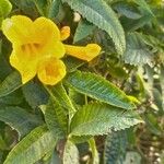 Allamanda schottii Lehti