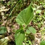 Viola pubescens Folha