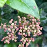 Viburnum rugosum Blüte