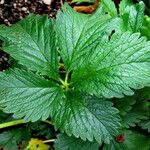 Potentilla umbrosa Blad