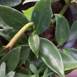 Peperomia maculosa Ліст