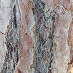 Pinus pinea Kôra