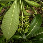 Psychotria grandis Staniste