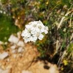 Achillea clavennae फूल