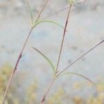 Silene bupleuroides Blatt