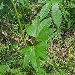 Ipomoea mauritiana Levél