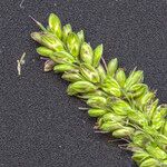 Setaria verticillata Flower