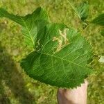 Aralia nudicaulis Folio