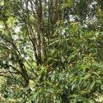 Quercus glauca Habit