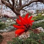 Erythrina lysistemon Flor