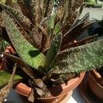 Gasteria excelsa Hostoa