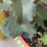 Kalanchoe longiflora Leaf