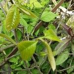 Asimina triloba Leaf