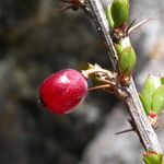 Berberis angulosa Elinympäristö