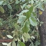 Quercus lancifolia Deilen