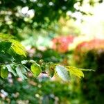 Ulmus minor Leaf