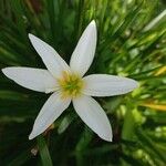 Zephyranthes candida 花