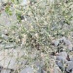 Lactuca orientalis موطن