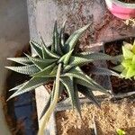 Haworthia limifolia Leaf