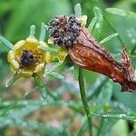 Coreopsis verticillata Плод