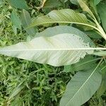 Persicaria senegalensis Leaf