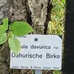 Betula davurica Συνήθη χαρακτηριστικά