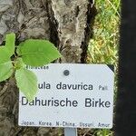 Betula davurica Habit