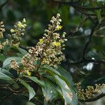 Miconia mirabilis 花