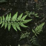 Pityrogramma calomelanos Leaf