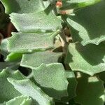 Kalanchoe millotii Leaf