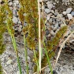 Carex appropinquata Flower