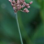 Fimbristylis cymosa Floro