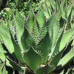 Agave shawii Άλλα