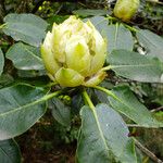 Rhododendron vernicosum Blüte