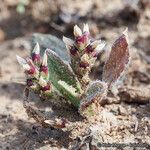 Plantago rhodosperma Habitus