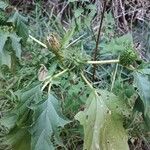 Datura stramoniumফল