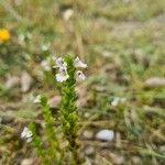 Euphrasia officinalisFlower