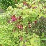 Fuchsia magellanica Flower