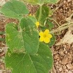 Cucumis engleri Flower