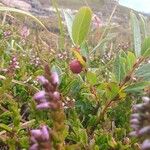 Salix repens Fruit