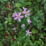 Sabatia angularis Květ