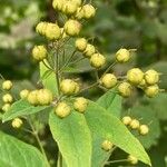 Lysimachia vulgarisFruit