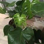 Monstera deliciosa Leaf