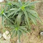 Aloiampelos striatula List