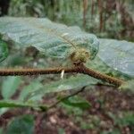 Hirtella physophora Hoja
