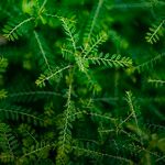 Phyllanthus amarus Leaf