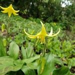 Erythronium americanum Foglia